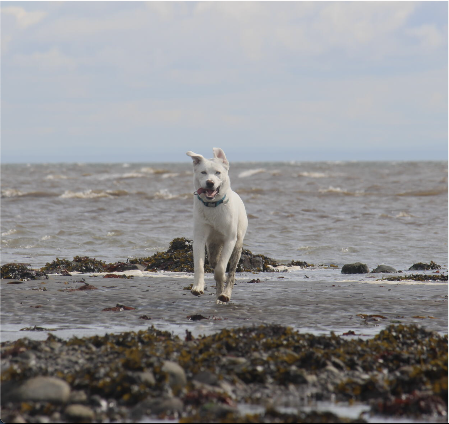 Charlevoix avec son chien