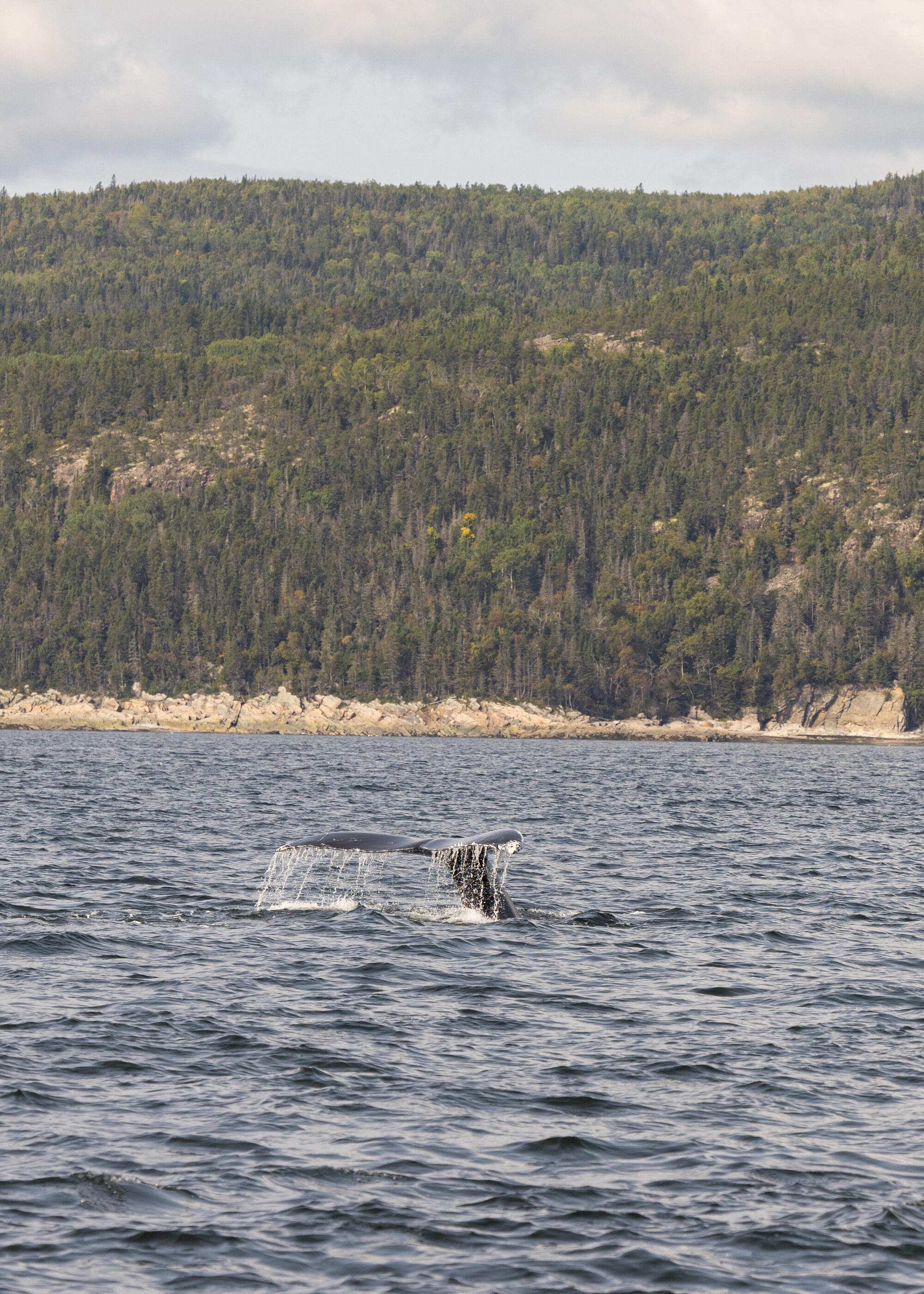 Croisière aux Baleines Fjord du Saguenay