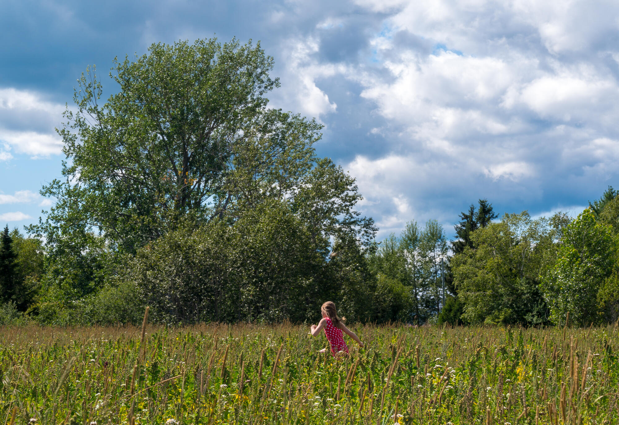 Enfant courant dans les champs de céréales les belles récoltes de charlevoix