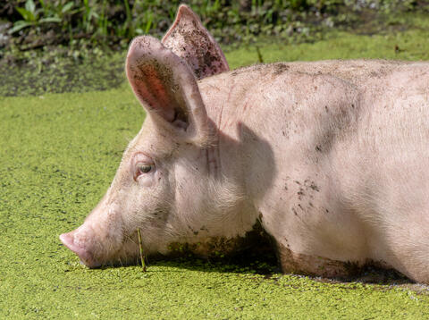 Porc élevé en liberté dehors Les Viandes Bio de Charlevoix