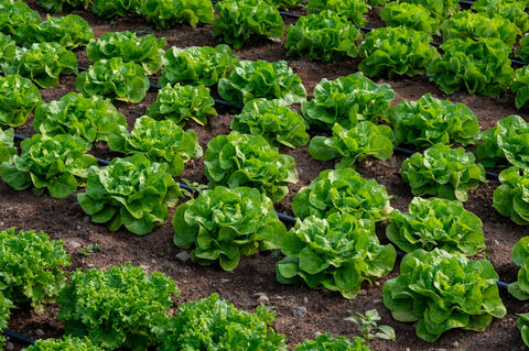 Agriculture biologique les Jardins Écho-Logiques