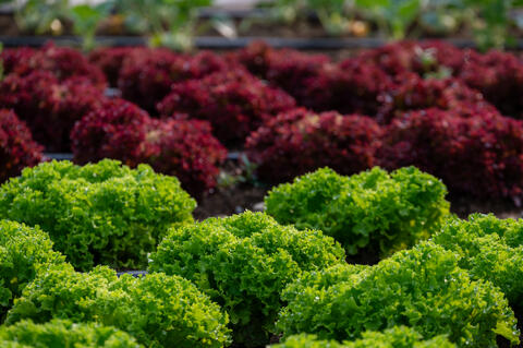 Agriculture biologique les Jardins Écho-Logiques