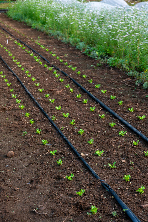 Agriculture biologique Charlevoix