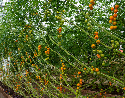 Les Jardins Écho Logiques Charlevoix