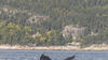 Croisière aux baleines AML Charlevoix