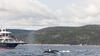 Croisière aux baleines AML Charlevoix