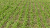 Rangs de céréales champs vert été 