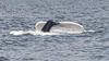 Baleines du Fjord Saguenay 