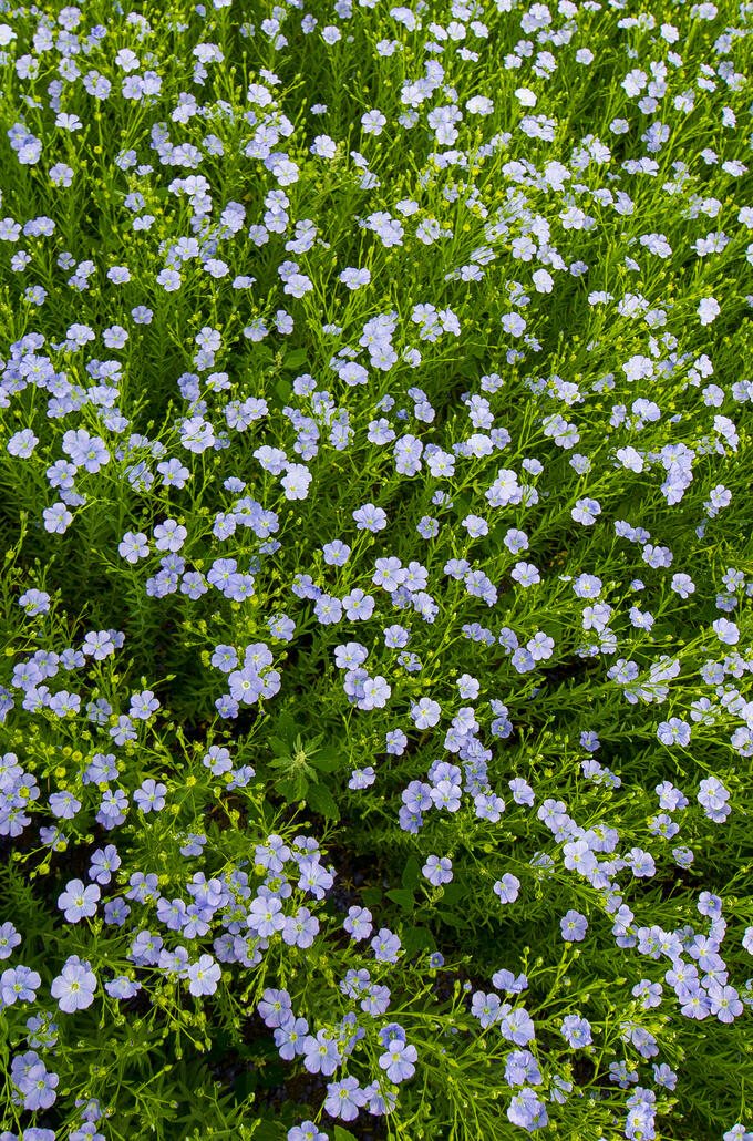 Champs fleuri en été Belles récoltes de Charlevoix