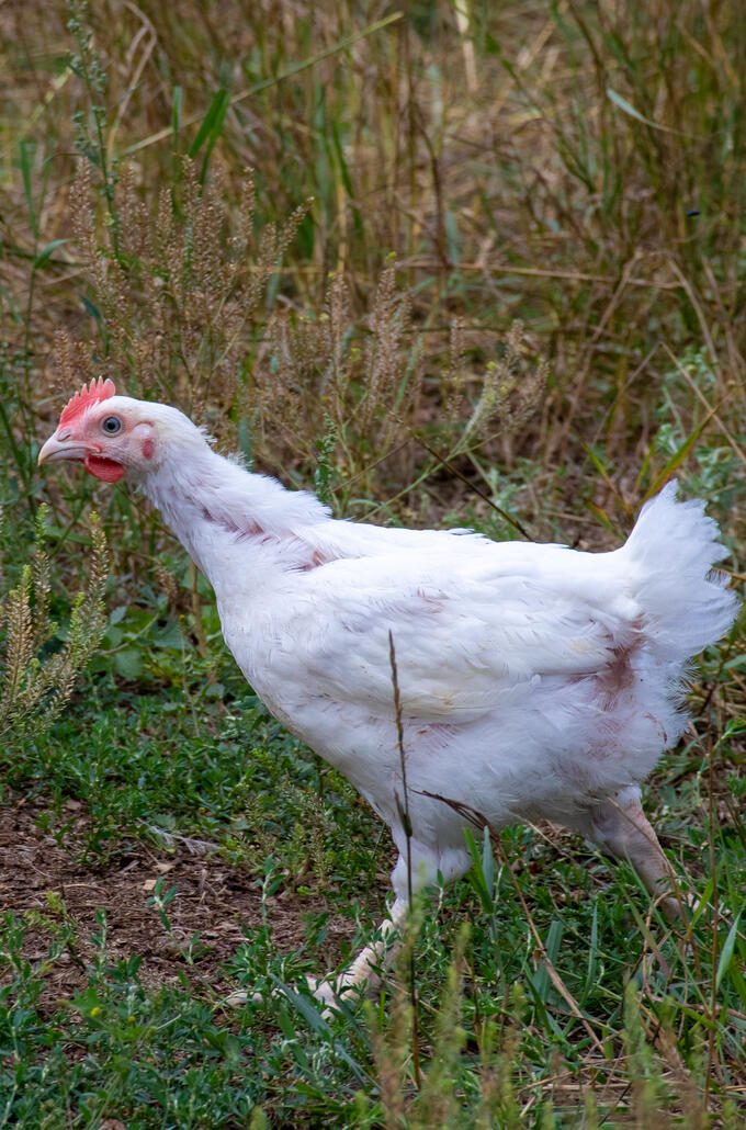 Poule élevage biologique Les viandes bio de Charlevoix